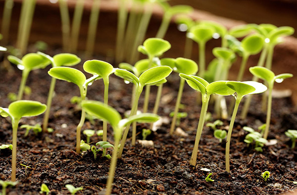 Lunar sowing calendar for January 2017 in the table for gardeners and truck farmers. Favorable planting days for tomatoes (tomatoes) for lunar seedlings-2017