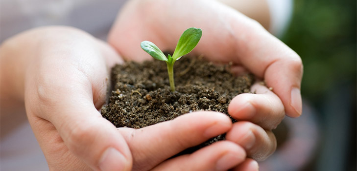 Lunar sowing calendar for January 2017 in the table for gardeners and truck farmers. Favorable planting days for tomatoes (tomatoes) for lunar seedlings-2017