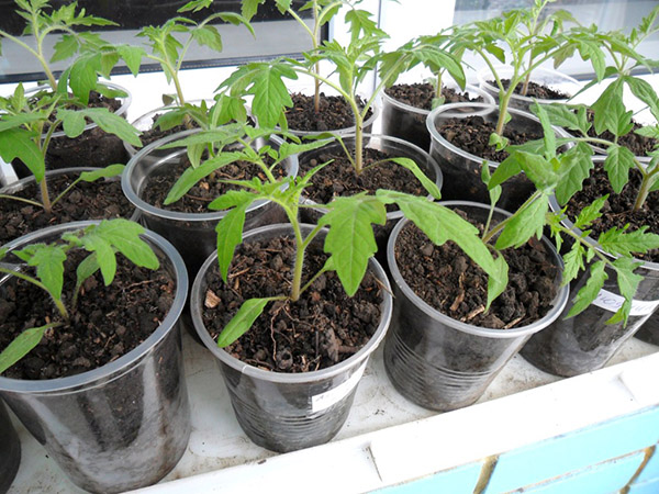 Lunar sowing calendar for January 2017 in the table for gardeners and truck farmers. Favorable planting days for tomatoes (tomatoes) for lunar seedlings-2017