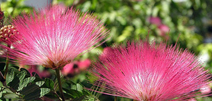 Mimosa shy: the characteristics of care Mimosa shy: the characteristics of care