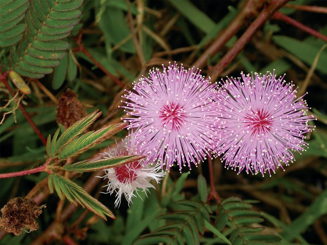 Mimosa shy: the characteristics of care Mimosa shy: the characteristics of care