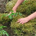 Mulching beds - photos and videos Mulching beds - photos and videos