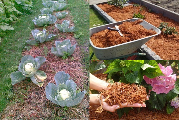  Mulching beds - photos and videos