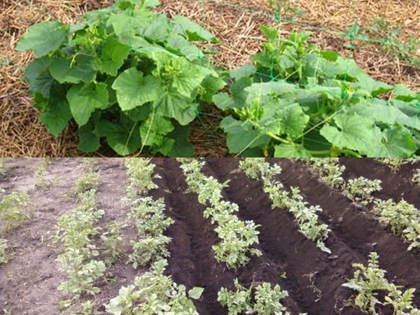  Mulching beds - photos and videos