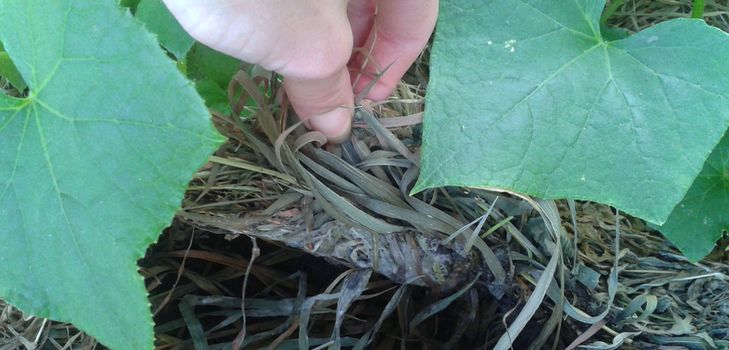 What is mulching grass?