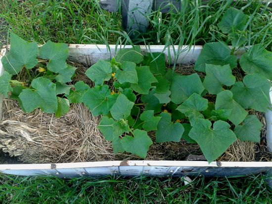 What is mulching grass?