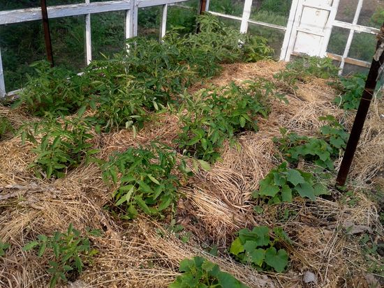 What is mulching grass?