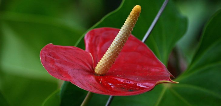 Anthurium flower: care and reproduction at home