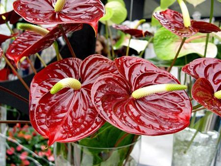Anthurium: home care Anthurium: home care