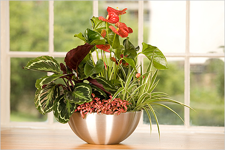 Anthurium transplantation Anthurium transplantation