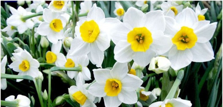 daffodil flower