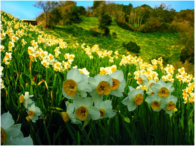 daffodil