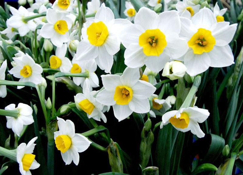 beautiful daffodils