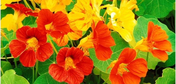 beautiful flowers