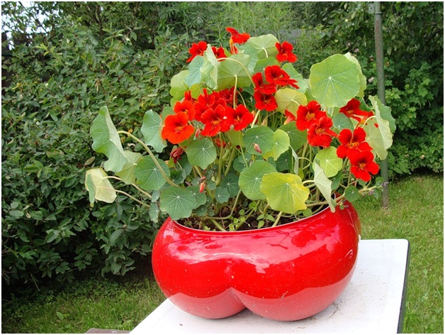 pot of flowers