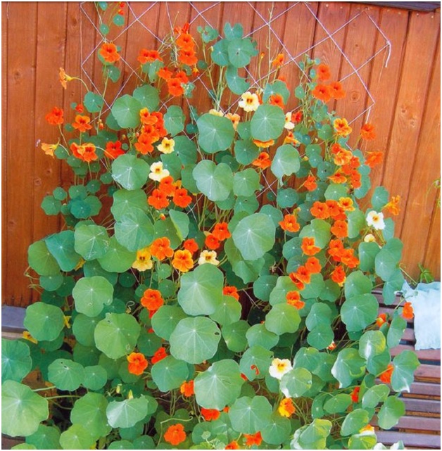flowers by the fence