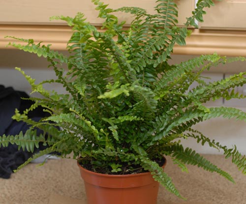 Nephrolepis - charming home fern