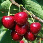 Pruning of sweet cherry