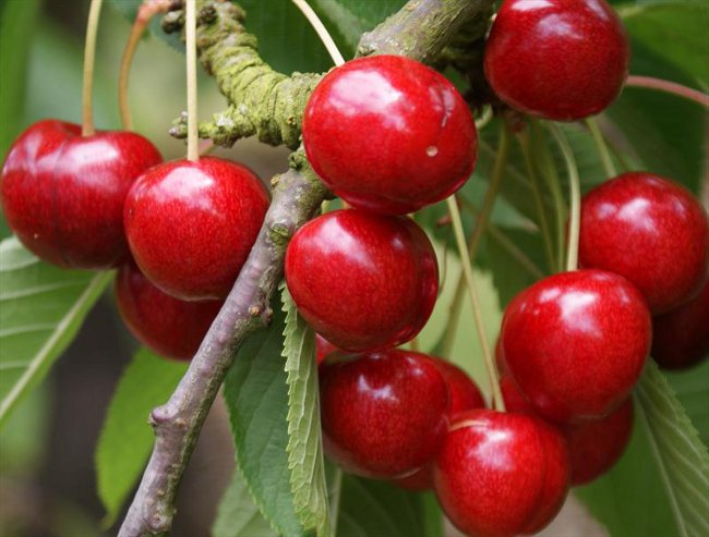 Pruning of sweet cherry