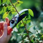Prune Peeling Prune Peeling