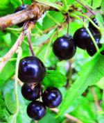 Currant cut: black currant Currant cut: black currant