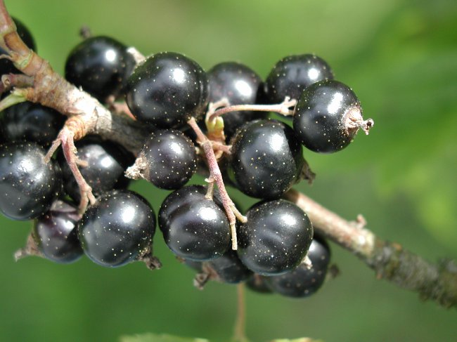 Currant cut: black currant