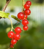 Currant trimming: red and white currants Currant trimming: red and white currants