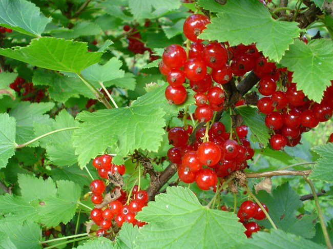 Currant trimming: red and white currants