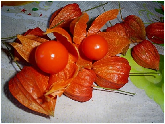 berries of physalis