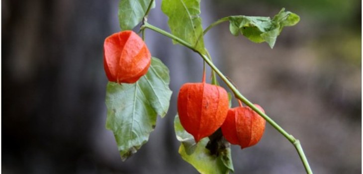 plant physalis