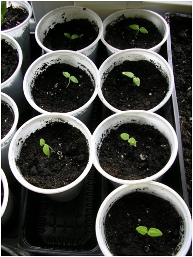 pots with seedlings