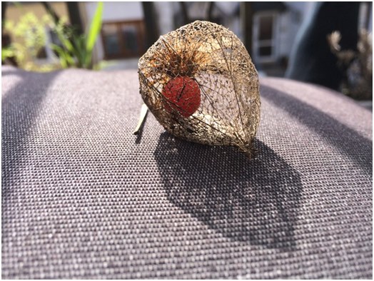 General information about physalis, as well as recommendations for growing and care