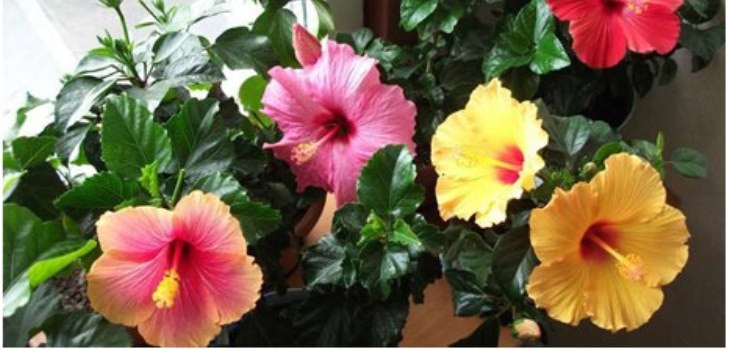hibiscus flower