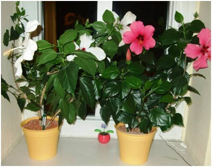 hibiscus on the windowsill