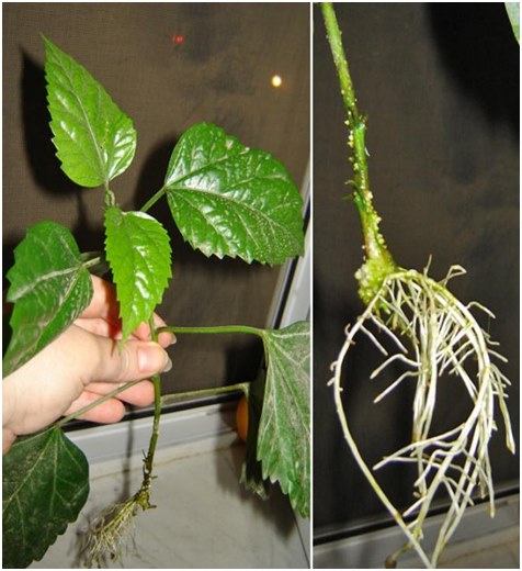 roots of hibiscus