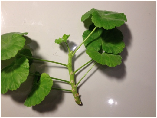 Pelargonium stalk