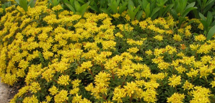 Cleansing, sedum, hare grass! Cultivation of succulents in the flowerbed and on the windowsill