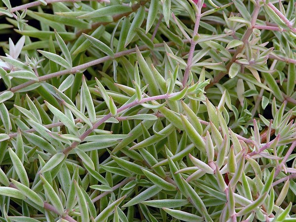 Cleansing, sedum, hare grass! Cultivation of succulents in the flowerbed and on the windowsill