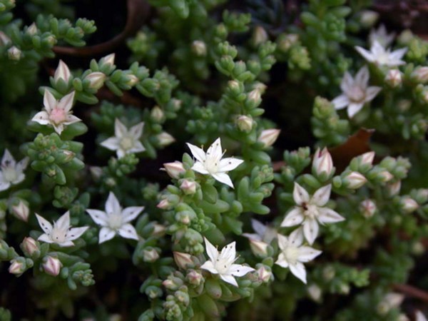 Cleansing, sedum, hare grass! Cultivation of succulents in the flowerbed and on the windowsill