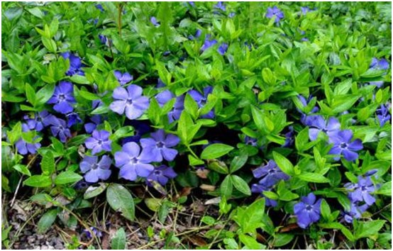 flowers periwinkle