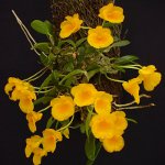 Orchid Dendrobium