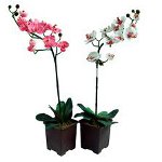 The orchid does not blossom: what to do? The orchid does not blossom: what to do?