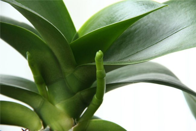 The orchid does not blossom: what to do? The orchid does not blossom: what to do?