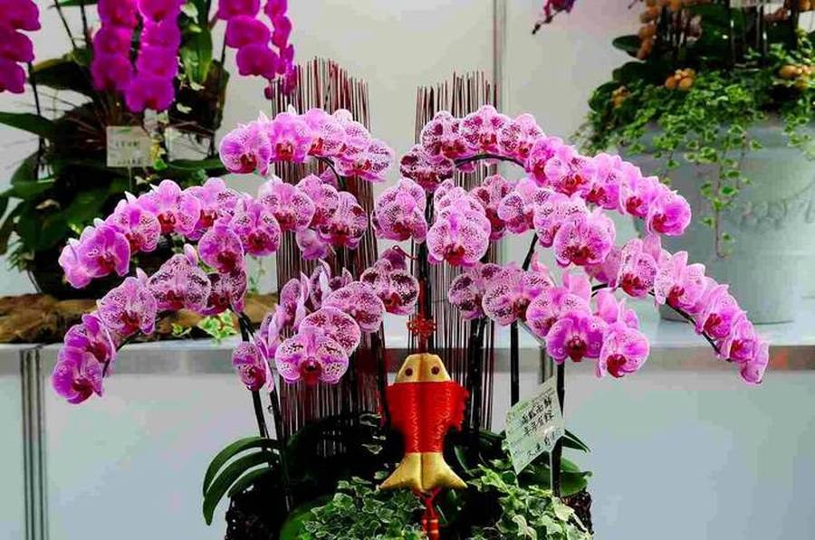 orchid flower