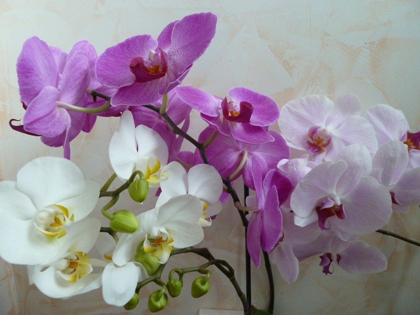 multicolored orchid