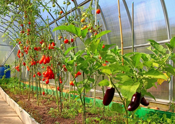 Types and arrangement of heating of greenhouses in winter