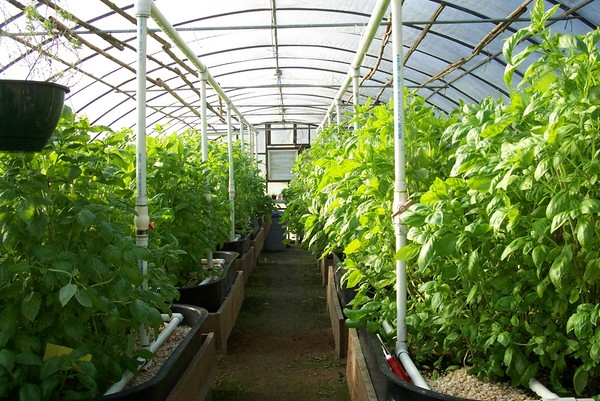 Types and arrangement of heating of greenhouses in winter
