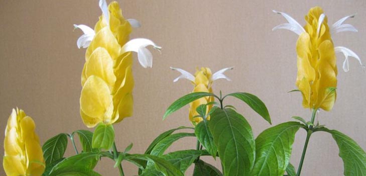 Pachistahis: photo and care at home