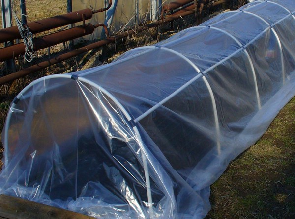 Hot Springs for Seedling: Step-by-Step Guide, Photos, Videos