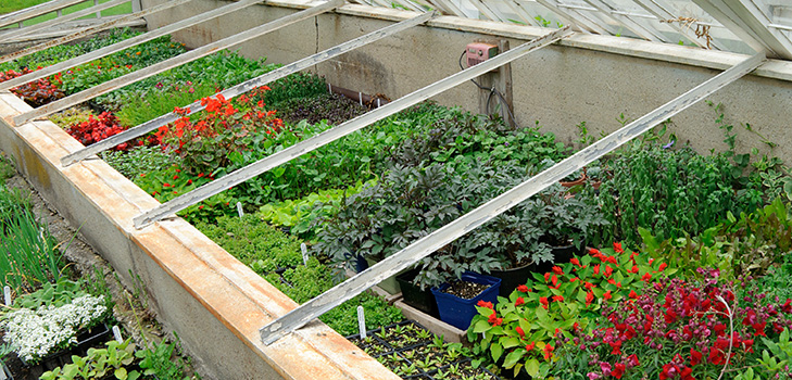 Hot Springs for Seedling: Step-by-Step Guide, Photos, Videos